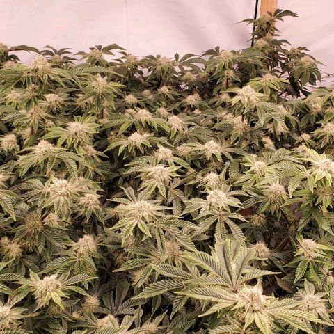 Glookies growlog timeline photo