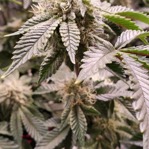 Glookies growlog timeline photo