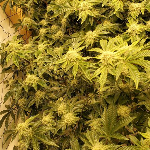 Glookies growlog timeline photo