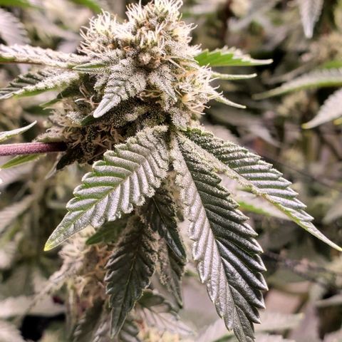 Glookies growlog timeline photo