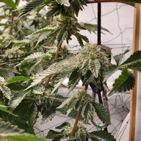 Glookies growlog timeline photo