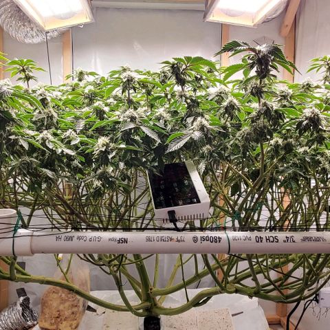 Glookies growlog timeline photo