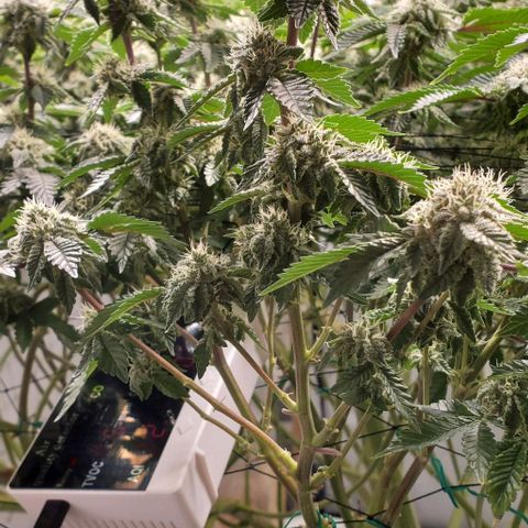 Glookies growlog timeline photo