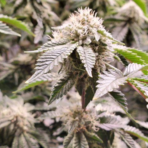 Glookies growlog timeline photo