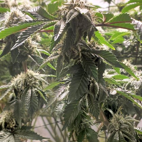 Glookies growlog timeline photo