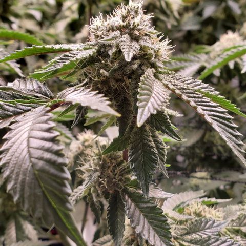 Glookies growlog timeline photo