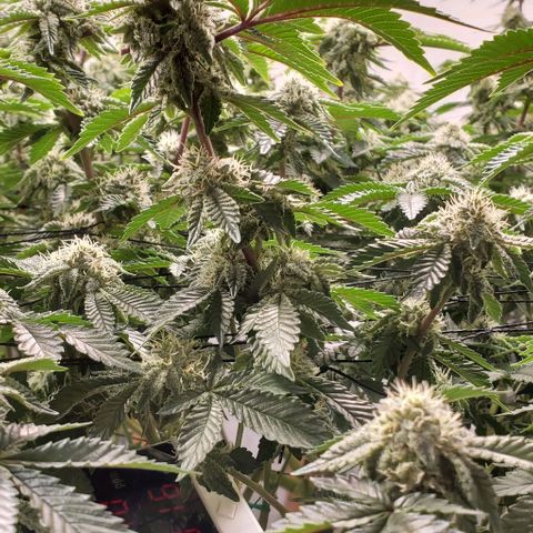 Glookies growlog timeline photo