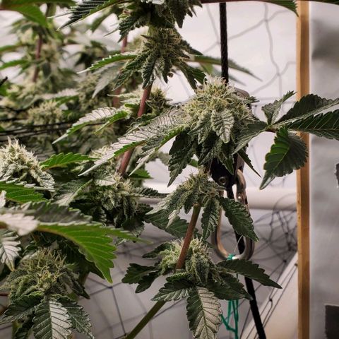 Glookies growlog timeline photo