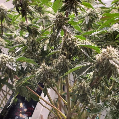 Glookies growlog timeline photo