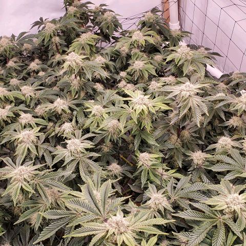 Glookies growlog timeline photo