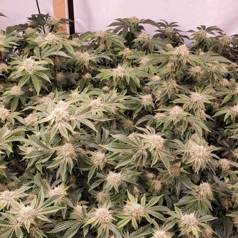 Glookies growlog timeline photo