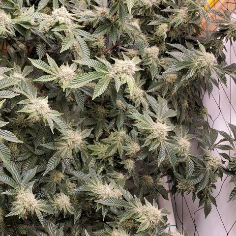 Glookies growlog timeline photo