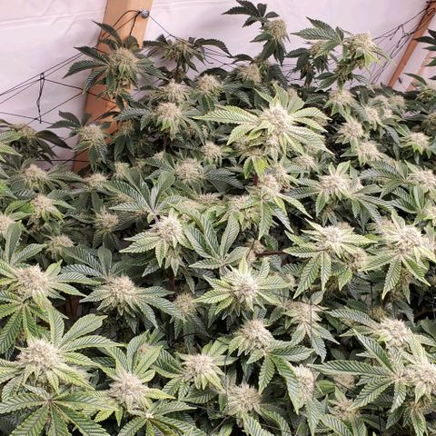 Glookies growlog timeline photo