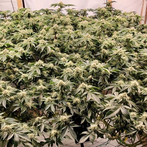 Glookies growlog timeline photo