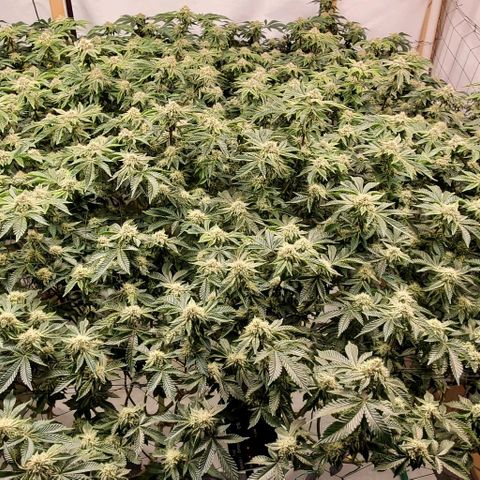 Glookies growlog timeline photo
