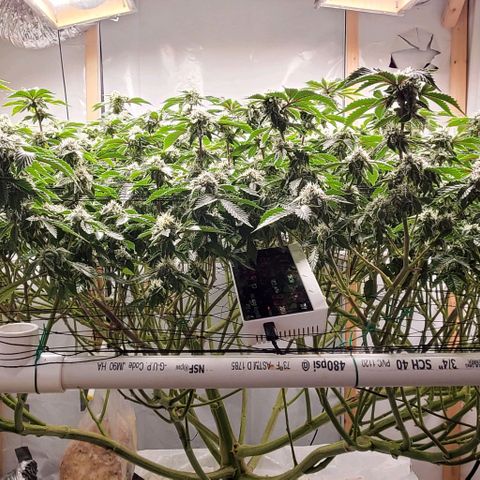 Glookies growlog timeline photo