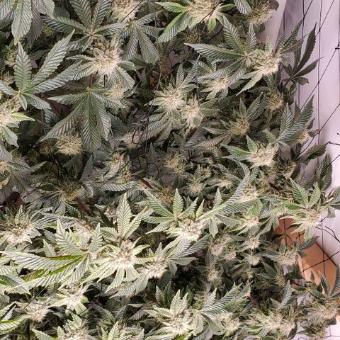 Glookies growlog timeline photo