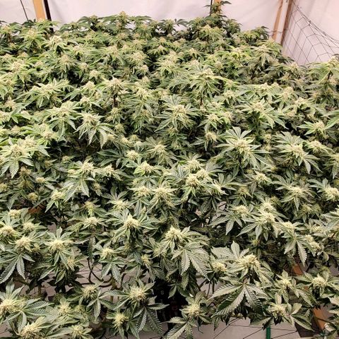 Glookies growlog timeline photo