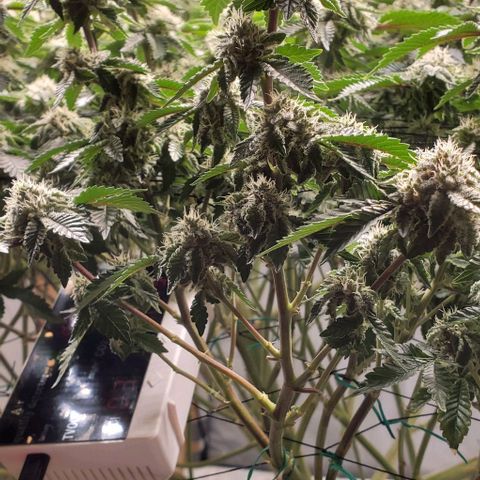 Glookies growlog timeline photo