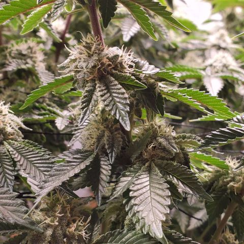 Glookies growlog timeline photo