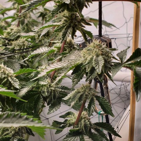 Glookies growlog timeline photo
