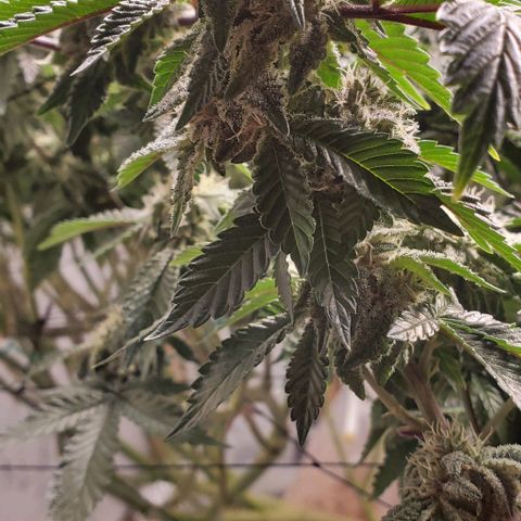Glookies growlog timeline photo