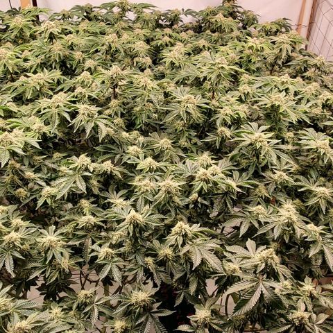 Glookies growlog timeline photo