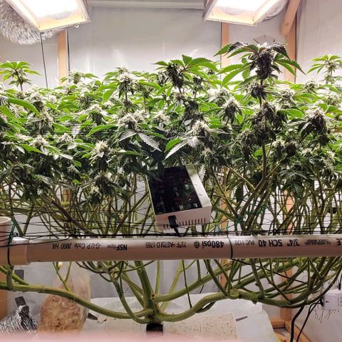 Glookies growlog timeline photo