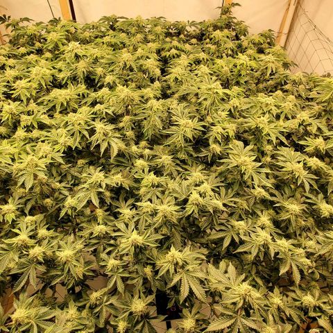 Glookies growlog timeline photo
