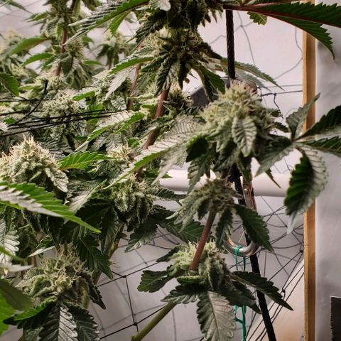 Glookies growlog timeline photo