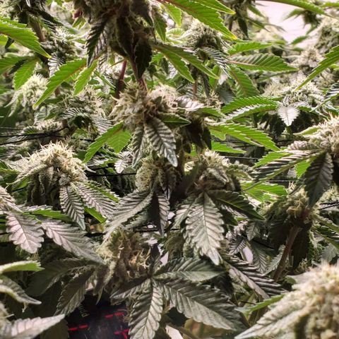 Glookies growlog timeline photo