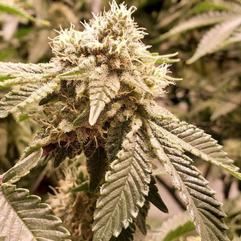 Glookies growlog timeline photo