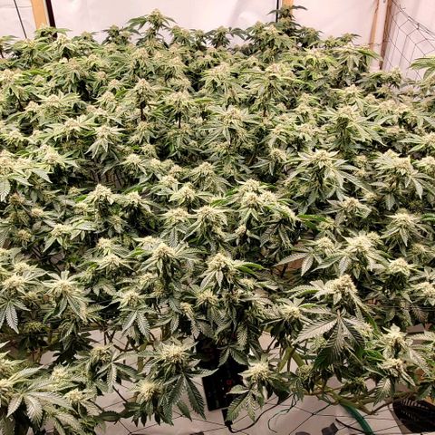 Glookies growlog timeline photo