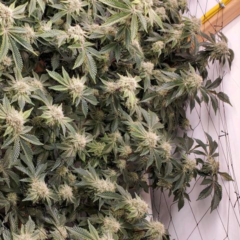 Glookies growlog timeline photo