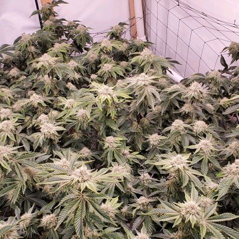 Glookies growlog timeline photo