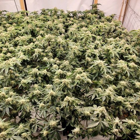 Glookies growlog timeline photo
