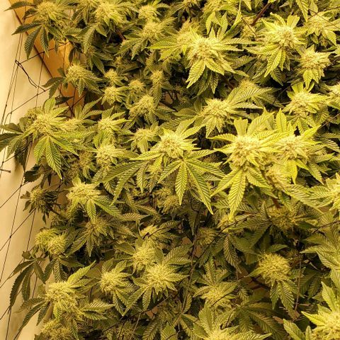 Glookies growlog timeline photo