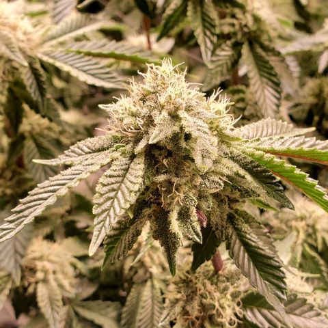 Glookies growlog timeline photo