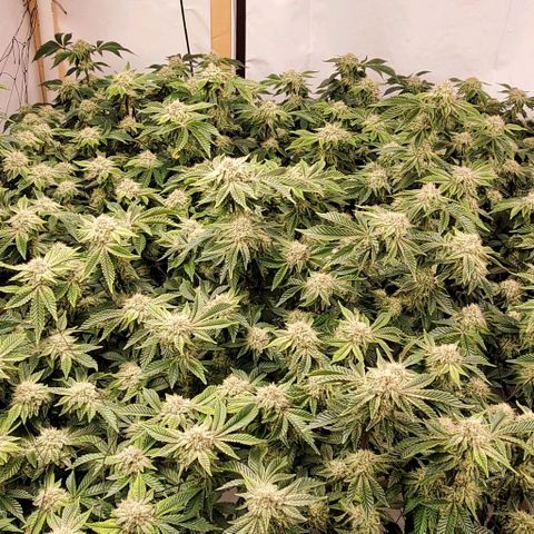 Glookies growlog timeline photo