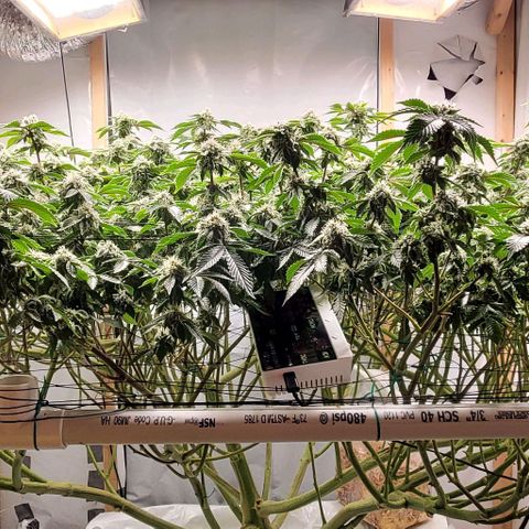 Glookies growlog timeline photo