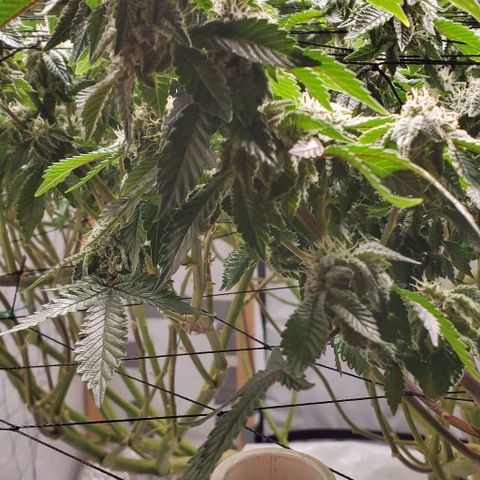 Glookies growlog timeline photo