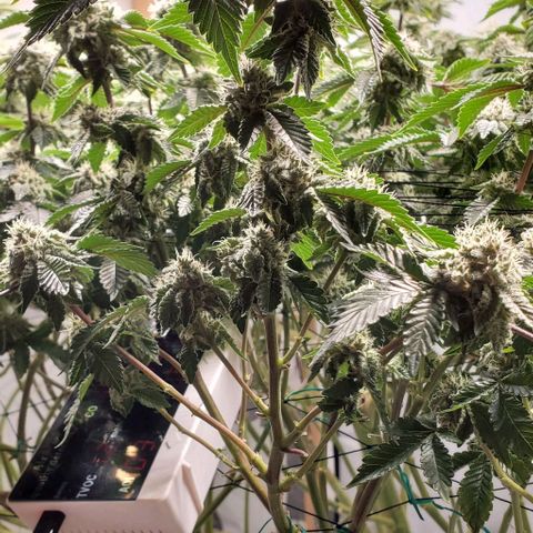 Glookies growlog timeline photo