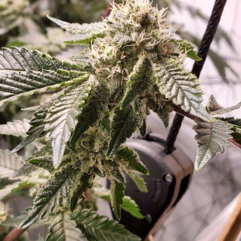 Glookies growlog timeline photo