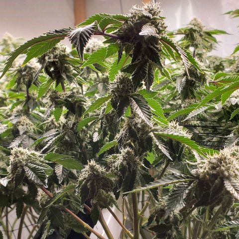 Glookies growlog timeline photo