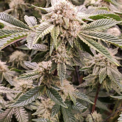 Glookies growlog timeline photo