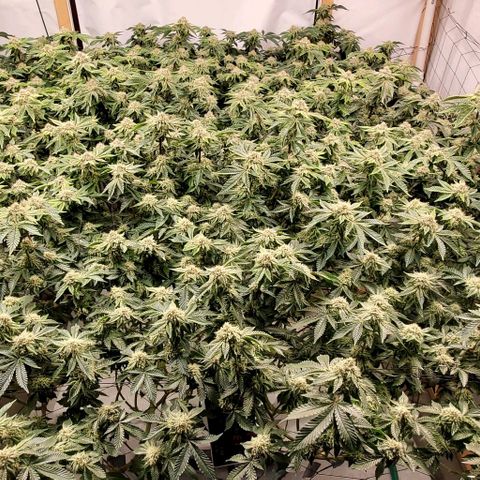Glookies growlog timeline photo