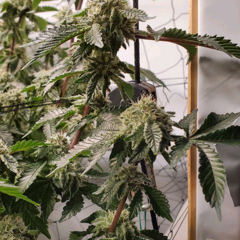 Glookies growlog timeline photo