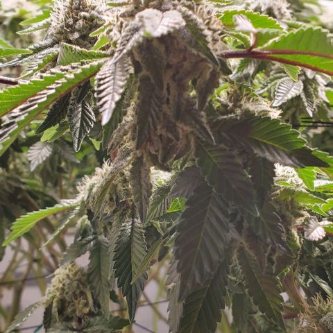 Glookies growlog timeline photo