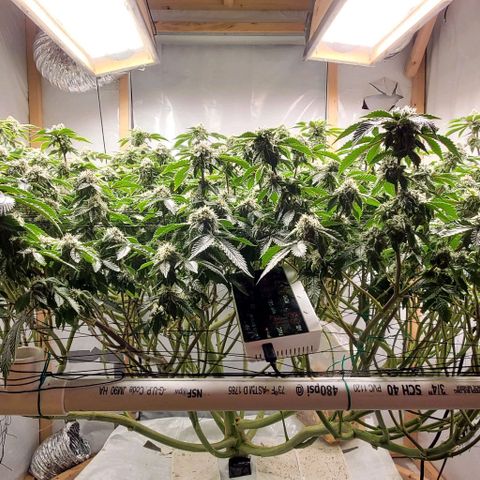 Glookies growlog timeline photo