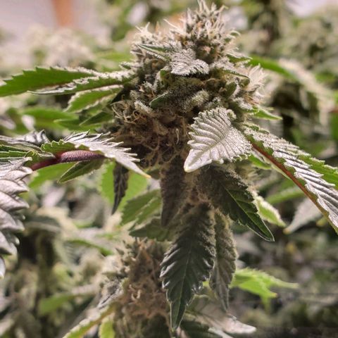 Glookies growlog timeline photo